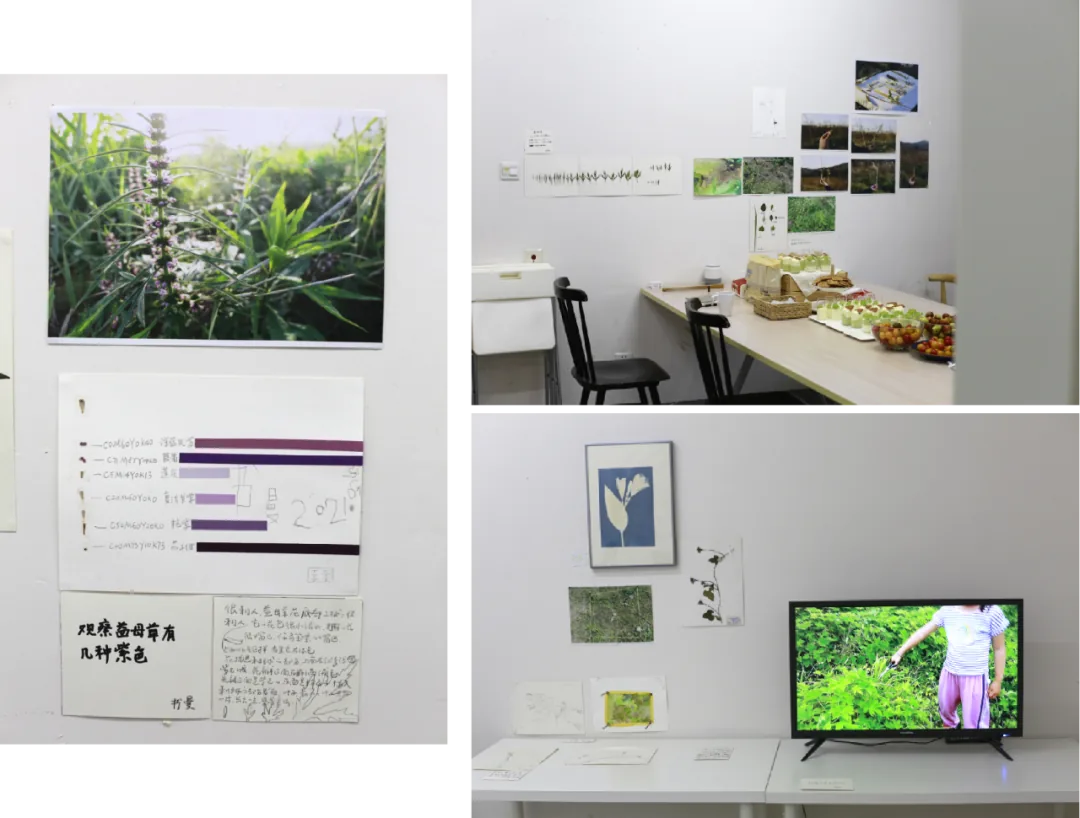 展览布置照片：左侧展板展示益母草植株照片、紫色系对比条形图及手写标题；右侧展厅墙上挂着风景照片和标本，桌上摆放果蔬，另一角落挂着蓝晒画作并配一台播放田野影像的电视屏幕。