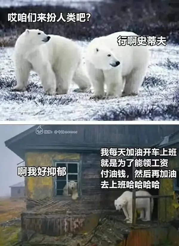 双联表情包,上图两只北极熊立于雪地,配文“哎咱们来扮人类吧?”“行啊史蒂夫”;下图一只北极熊探出废弃木屋窗口配文“啊我好抑郁”,另一只熊旁写着“我每天加油开车上班就是为了能领工资付油钱,然后再加油去上班哈哈哈哈”,讽刺工作的无意义循环。