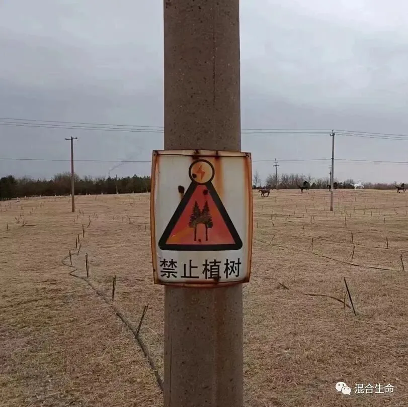 田野中一根电线杆上钉着“禁止植树”警示牌，图案为闪电击中树木的红色警告三角，背景枯草地里立着输电线杆，几匹马在远处吃草。