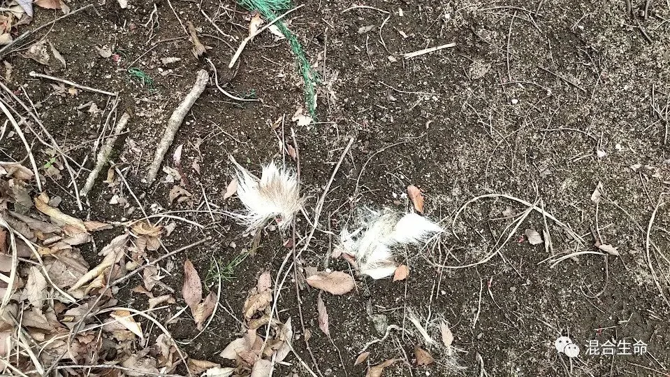 裸露泥地特写，散落枯叶和细枝间有几簇白色鹿毛，一旁有一段绿色细绳。