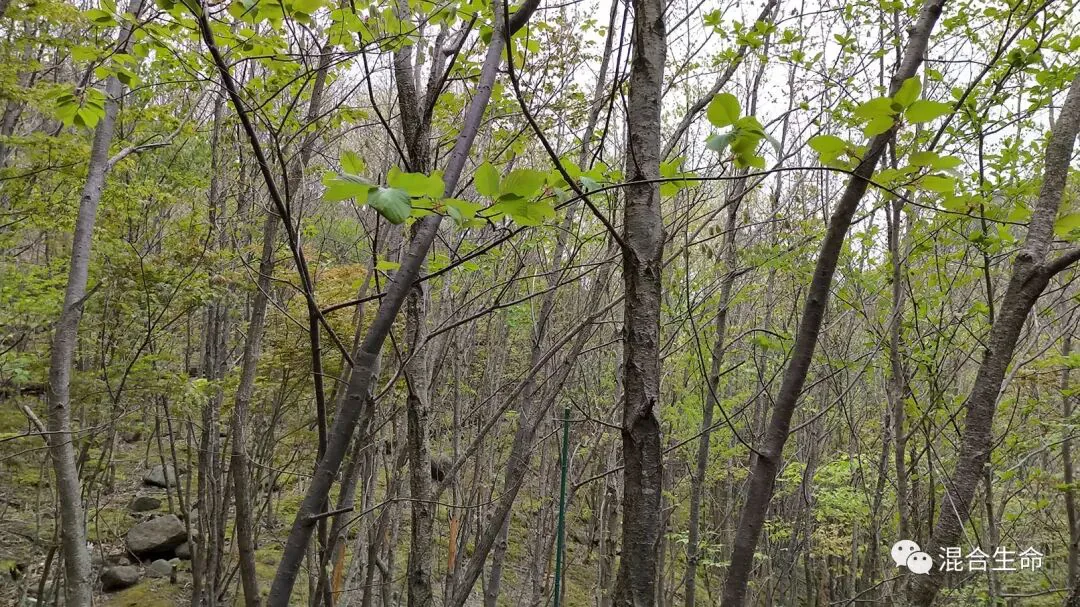 密植的细瘦树干林地，枝头刚冒出稀疏新绿嫩叶，地面散落石块。