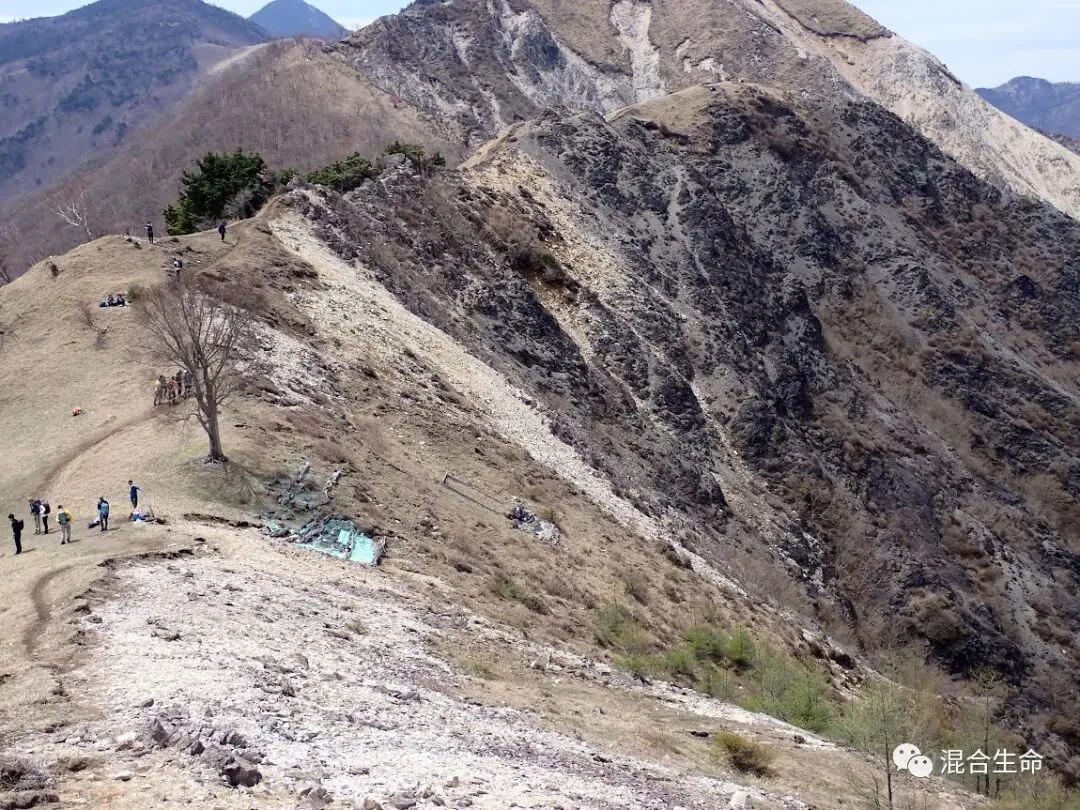 裸露岩石嶙峋的山脊上，几位志愿者围站在一棵孤零零的落叶乔木旁，山体大片呈灰白与暗黑相间的荒芜地貌。