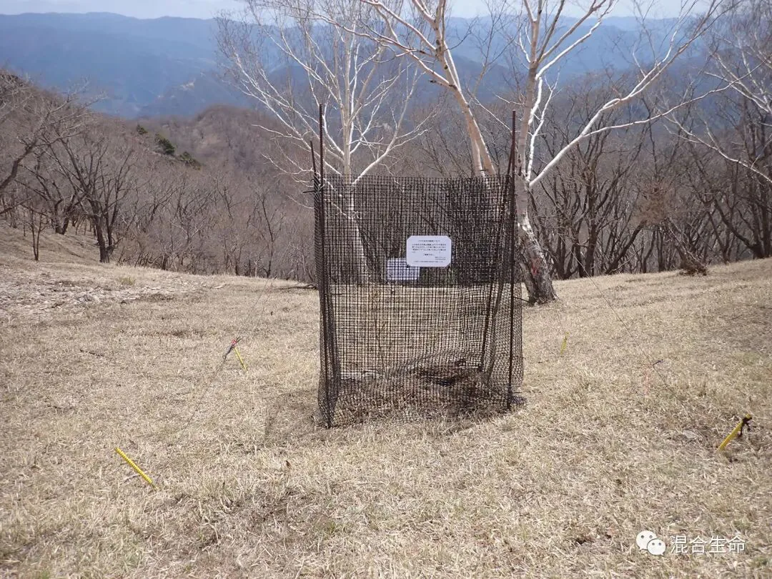 枯黄草地上立着一个黑色方形防护网，网上贴有一张说明标签，里面隐约可见一株矮小的幼苗，背景是光秃的树木和远山。