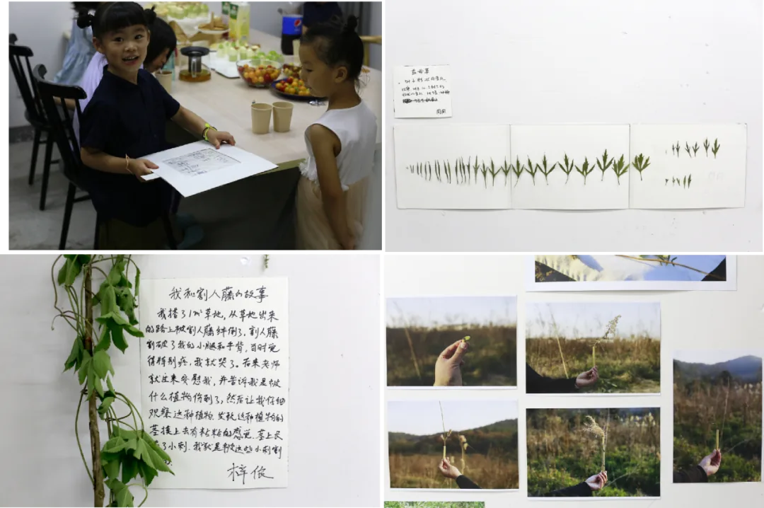 四宫格展览照片：孩子举着图纸向同伴展示，身后是零食桌；三组按生长阶段排列的压制禾本科植物标本，配一张字迹模糊的说明卡；一篇手写文章配真实藤蔓压花，署名'梓依'；多张手持植物茎秆的野外照片拼贴。