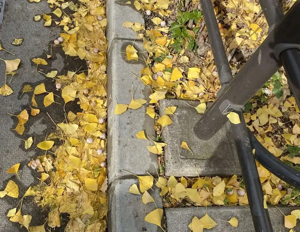 人行道路缘石与排水沟旁散落大量枯黄的银杏叶，缝隙间还有银杏果，一旁立着黑色金属护栏。