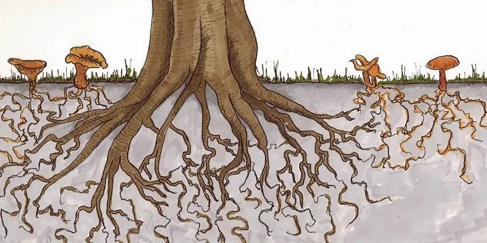 手绘示意图,一棵树的根系与地下延伸的橙色菌丝网络相连,菌丝网络另一端在地表长出橘色蘑菇。