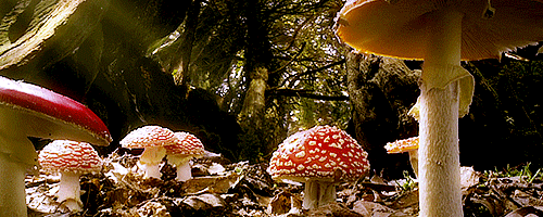 森林地面上多株红色斑点的毒蝇伞破土生长的延时摄影画面,菌盖从半开到完全撑开。