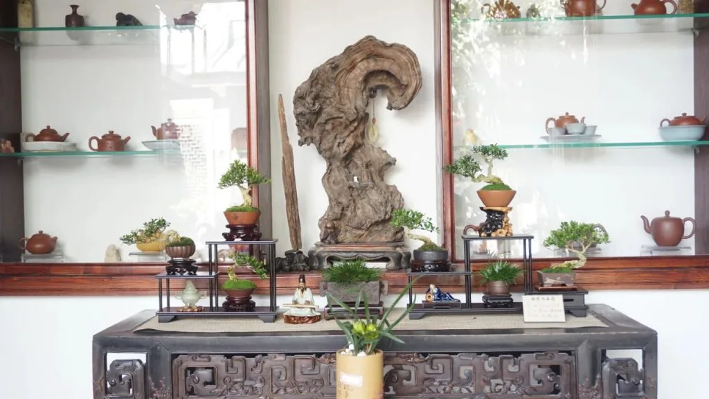 一张古旧木案上摆放着一排大小不一的小盆栽，中央立着一座造型盘曲的枯木根雕，两侧玻璃展架上陈列着成套茶壶茶具。