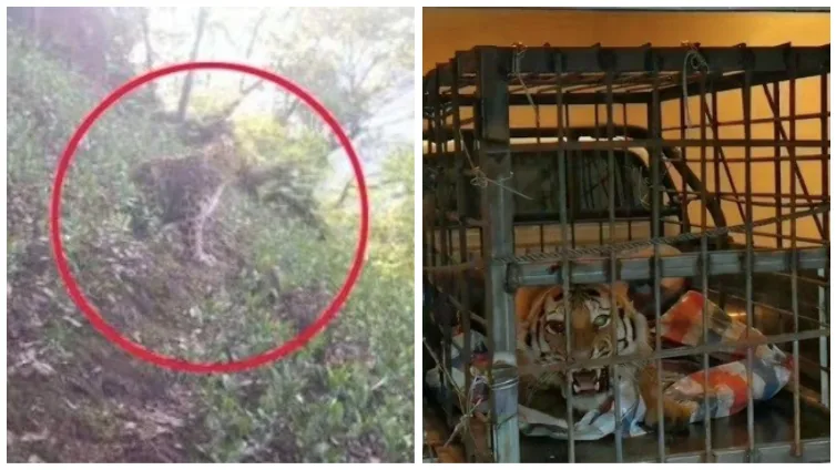 左侧照片中一只小豹子被红圈标出，隐没在山坡草丛间；右侧照片中一只东北虎被关在铁笼陷阱里，龇牙咆哮。