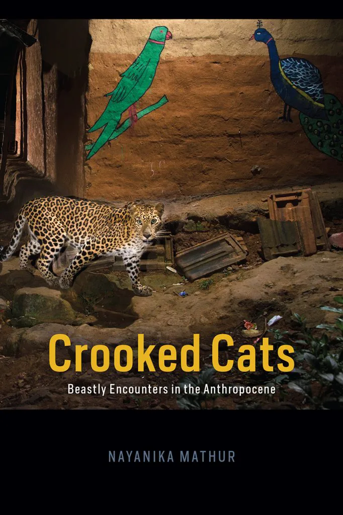 书封《狰狞的猫:人类世中与野兽的相遇》,作者纳亚尼卡·马图尔;封面照片为一只豹子夜间行走在土墙巷道中,墙上绘有绿色鹦鹉和孔雀图案。