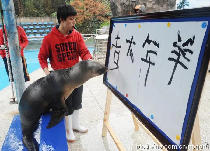 泳池边，一头海狮用嘴叼着画笔，在训练员协助下于白板上写字，训练员身穿红色卫衣站在一旁。