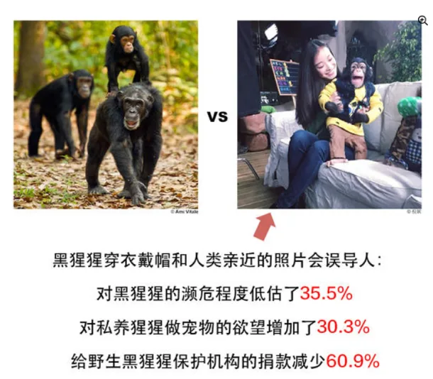 对比图：左侧是森林中行走的野生黑猩猩群，右侧是一名女性怀抱穿着黄色衣服的黑猩猩，中间以VS和箭头连接；下方文字写道，黑猩猩穿衣戴帽和人类亲近的照片会误导人，对黑猩猩的濒危程度低估了35.5%，对私养猩猩做宠物的欲望增加了30.3%，给野生黑猩猩保护机构的捐款减少60.9%。