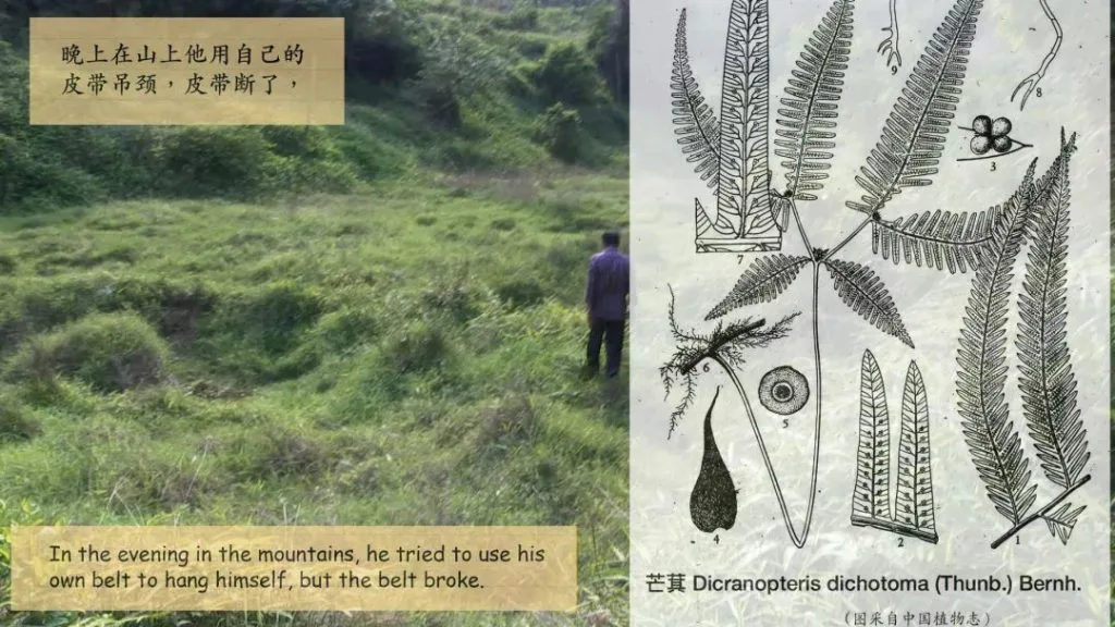 画面分为两半，左侧是长满杂草的山坡，一人站立其间，叠加文字写道「晚上在山上他用自己的皮带吊颈，皮带断了，」及对应英文翻译；右侧是芒萁蕨类植物的科学绘图，标注各部位结构与拉丁学名