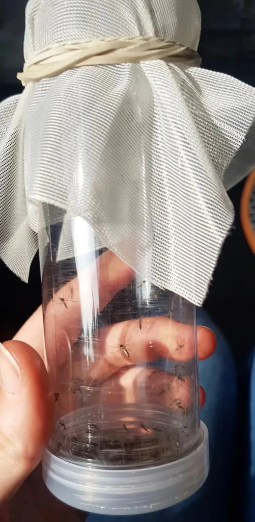 手持透明塑料筒，筒口用白色网布扎紧并用皮筋固定，筒内可见多只蚊子附着在管壁上