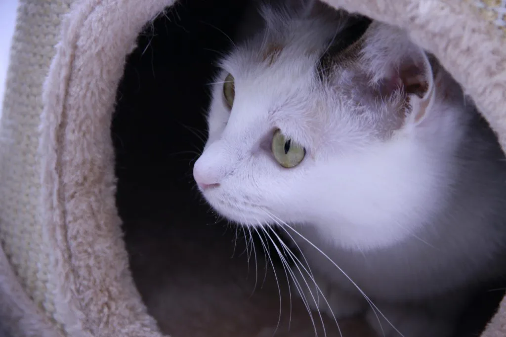 一只灰白花纹、绿眼睛的猫探出头，藏在圆形毛绒猫窝的洞口里，面部特写。