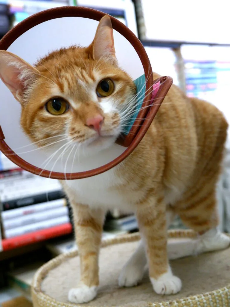 一只橘白色猫戴着伊丽莎白圈项圈，站在猫抓板上望向镜头。