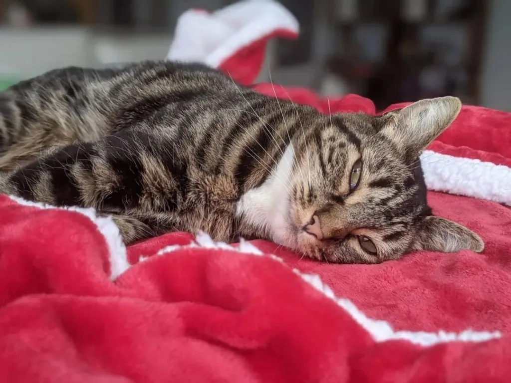 一只虎斑猫侧躺在红色绒毯上，半眯着眼，一副慵懒模样。