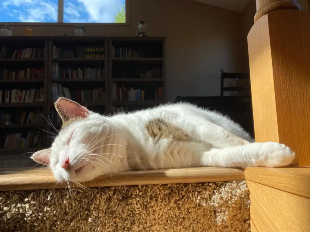 一只白色带浅棕斑纹的猫在阳光下侧躺酣睡，身后是摆满书籍的书架。