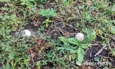 杂草丛中地面上生长着两颗白色球状真菌,周围点缀着三叶草状绿叶。