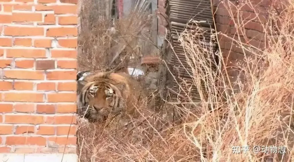 一只老虎潜伏在村庄砖墙夹缝间的枯草丛中，警惕地望向镜头，即完达山一号出现在黑龙江密山村庄时的画面。