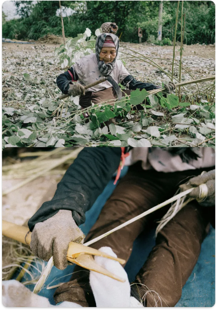 上图一位戴头巾的老年女性蹲在长满藤蔓的地里收割茎叶；下图特写她双手用工具刮取植物茎皮下的白色纤维。