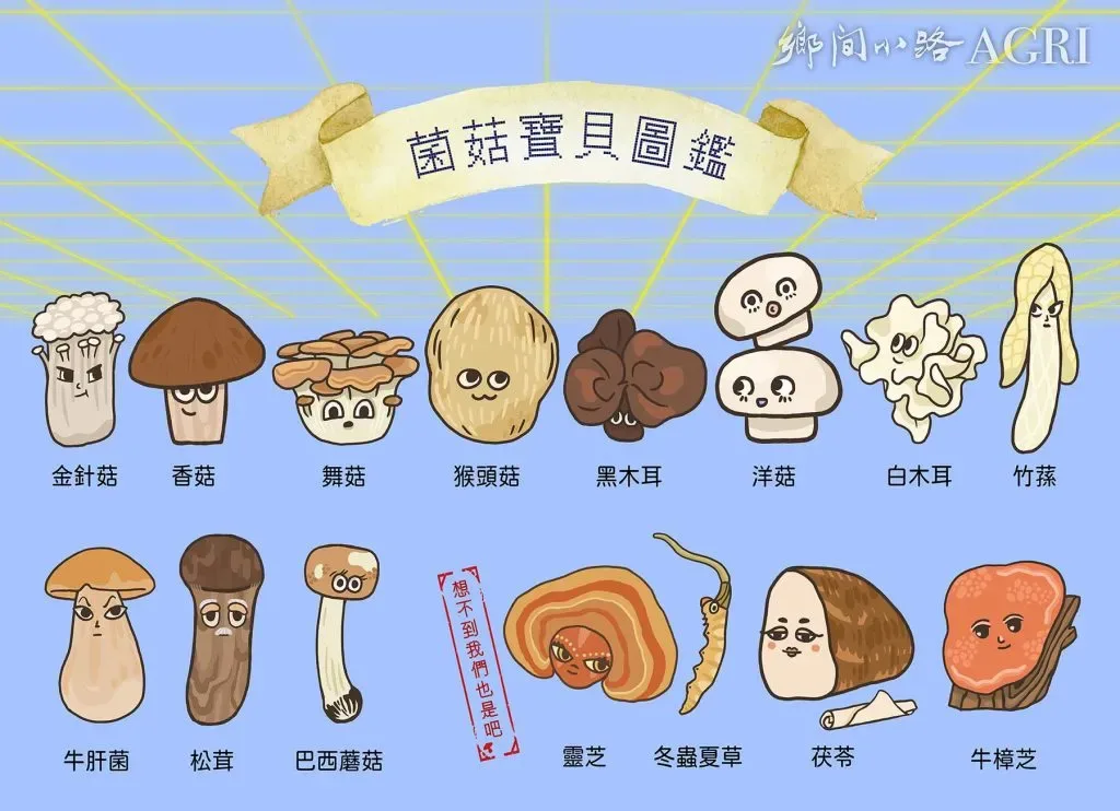 浅蓝底手绘插画，标题「菌菇寶貝圖鑑」，画出15种拟人卡通菌菇形象并逐一标注品名：金针菇、香菇、舞菇、猴头菇、黑木耳、洋菇、白木耳、竹荪、牛肝菌、松茸、巴西蘑菇、灵芝、冬虫夏草、茯苓、牛樟芝，各具卡通表情。