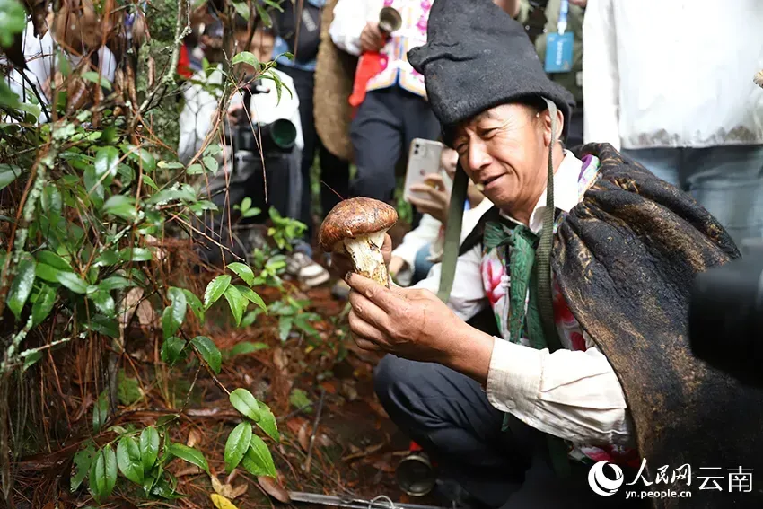 一位戴黑色毡帽、身着传统服饰的彝族毕摩蹲在林间，双手举起刚采下的松茸展示，身后围站多人举手机拍摄。