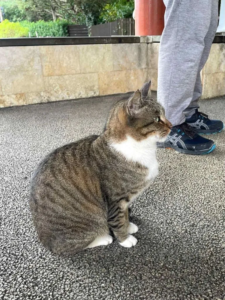 一只虎斑猫坐在石板路上侧头望向身旁一位穿灰色运动裤、蓝色运动鞋的人,背景是石砌矮墙和绿植。