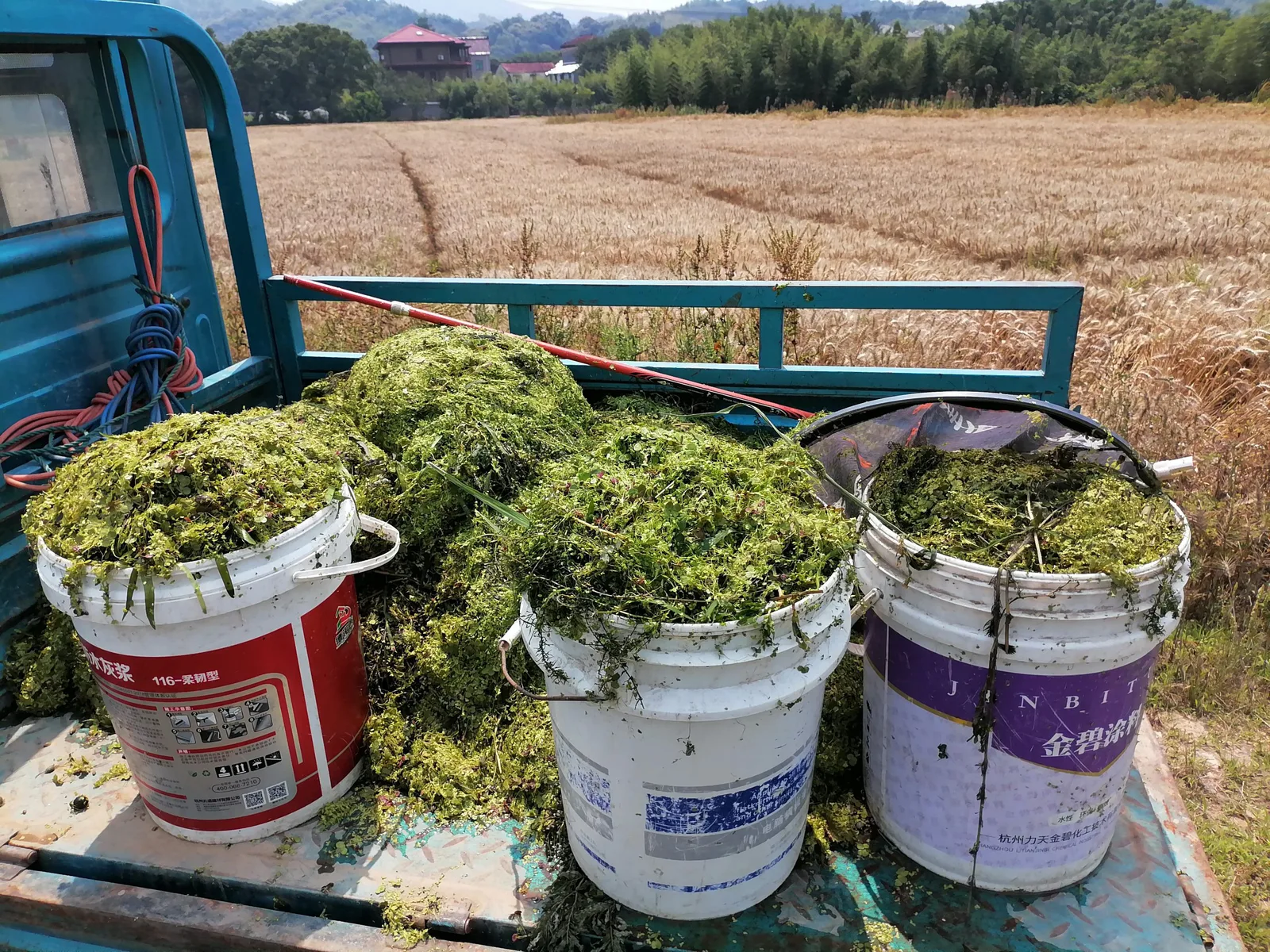 三个塑料桶装满打捞上来的绿色丝状水草，堆放在小货车车斗里，背景是金黄的麦田和山间村庄房屋。