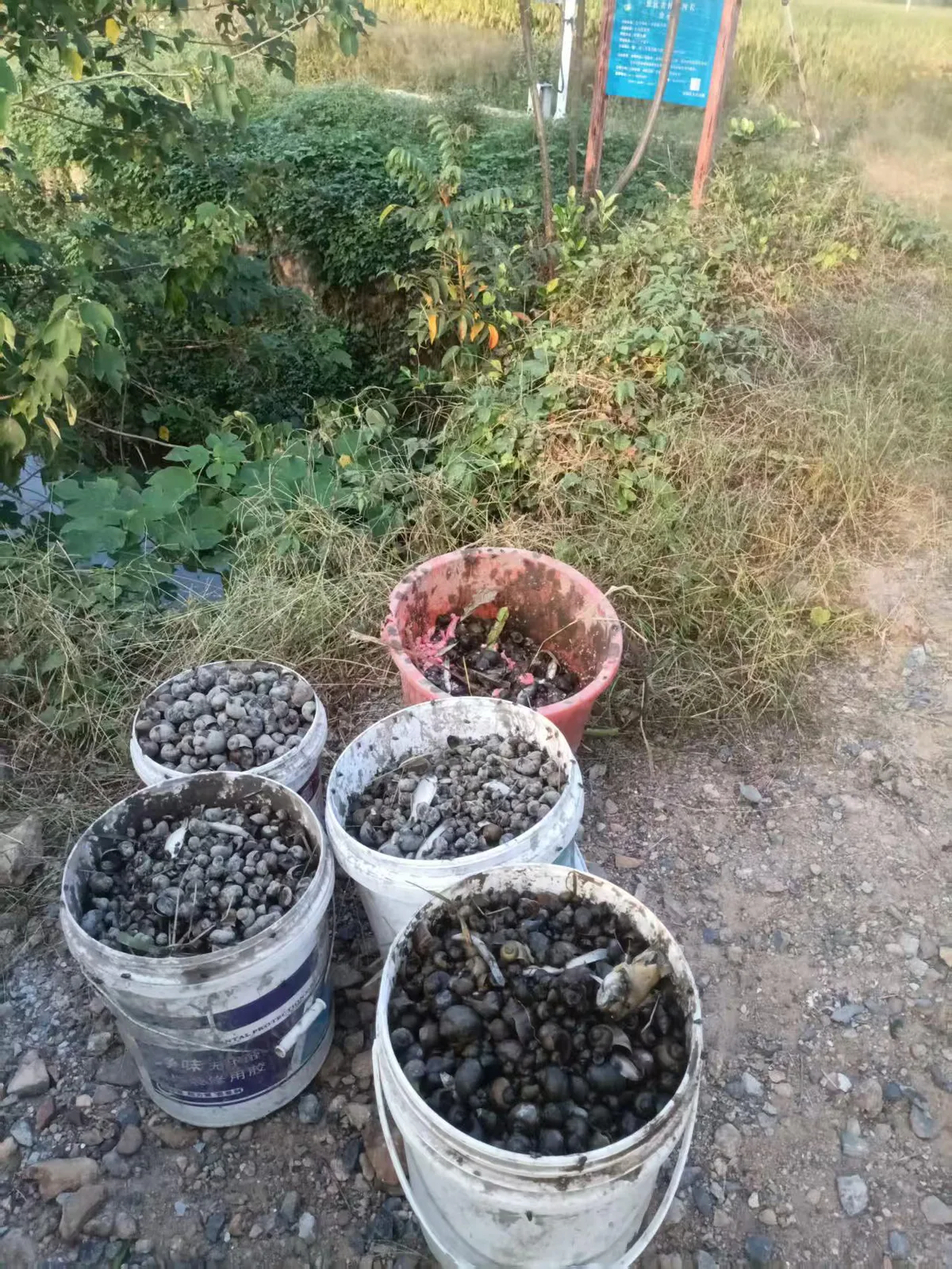 五个塑料桶并排放在路边，桶里装满打捞上来的深色圆形福寿螺，周围是灌木和杂草。