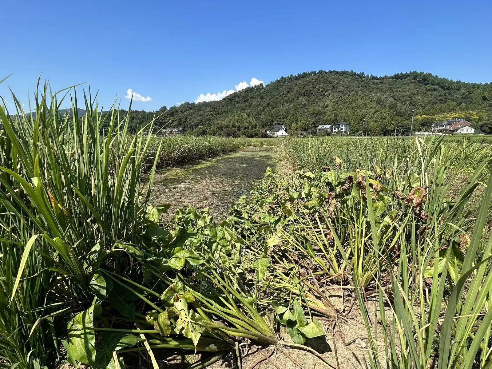一处已干涸的湿地水塘，水生植物大片枯萎倒伏、裸露出干裂的泥土，周围环绕着高大的杂草，远处是青山与村舍。