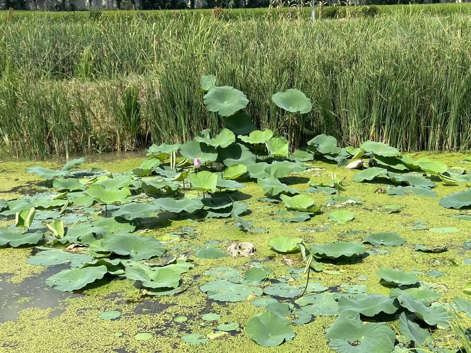 一片湿地水塘，水面漂浮着大片荷叶与绿色浮萍，岸边生长着茂密的芦苇状水生植物。