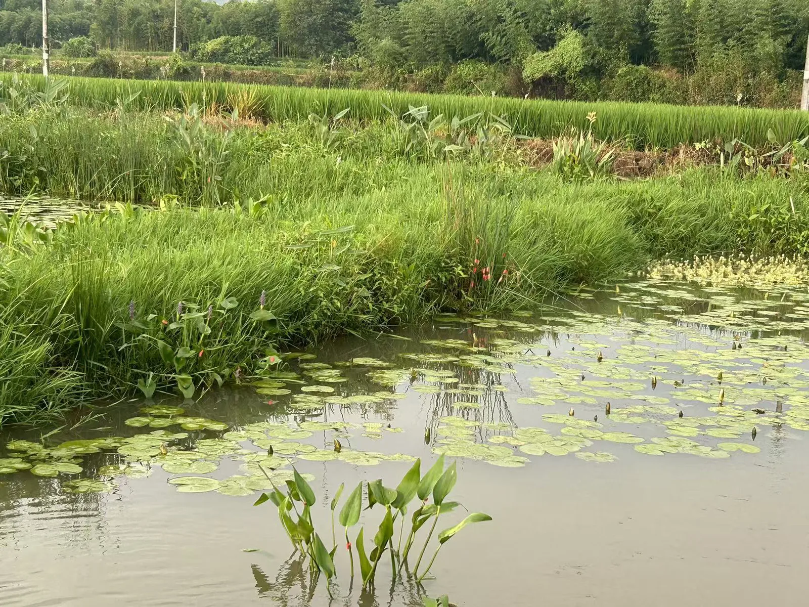 一片湿地水塘，水面漂浮着圆叶水生植物，岸边长着高高的水生禾草和几株开红色花穗的植物，远处是稻田与树林。
